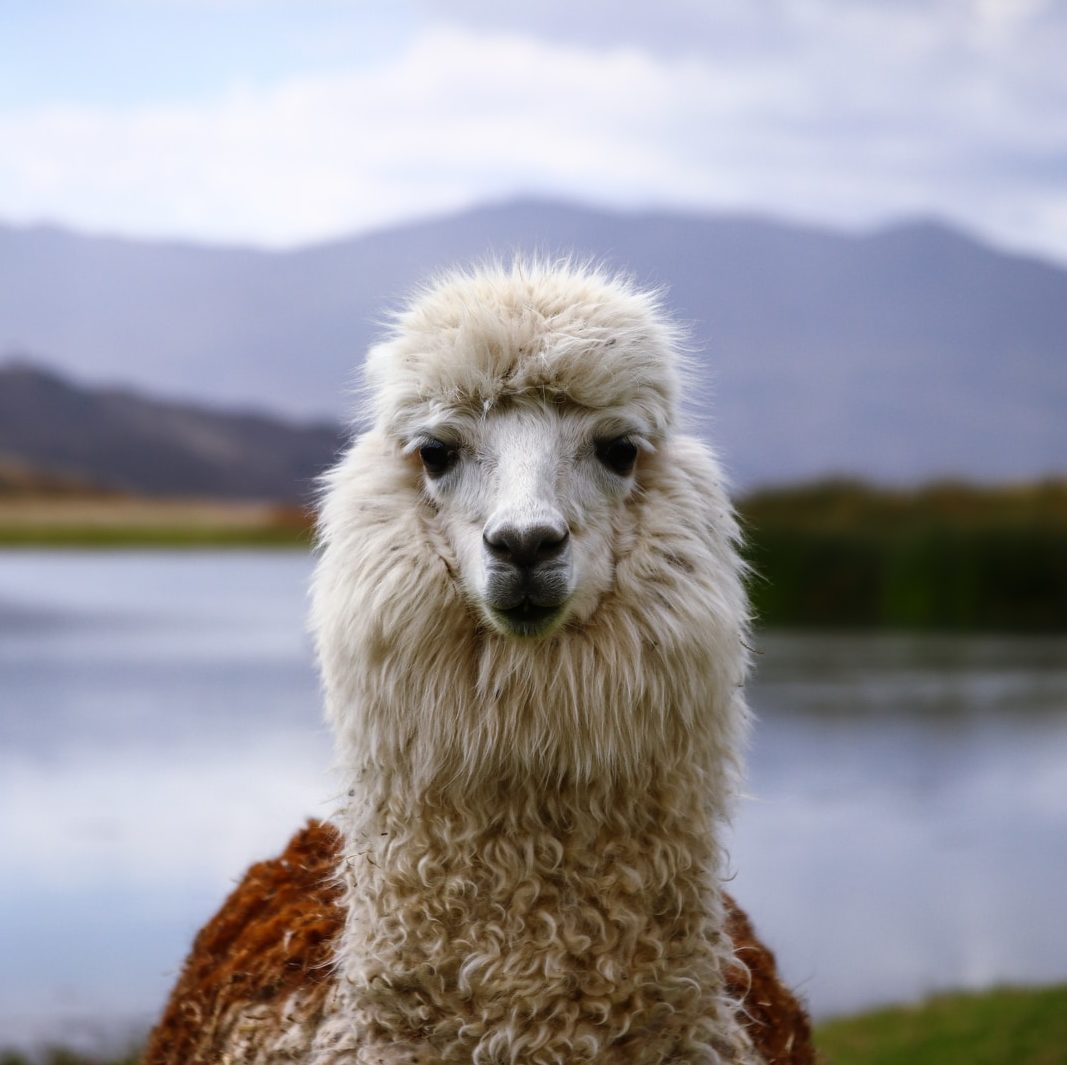selective focus photography of white animal