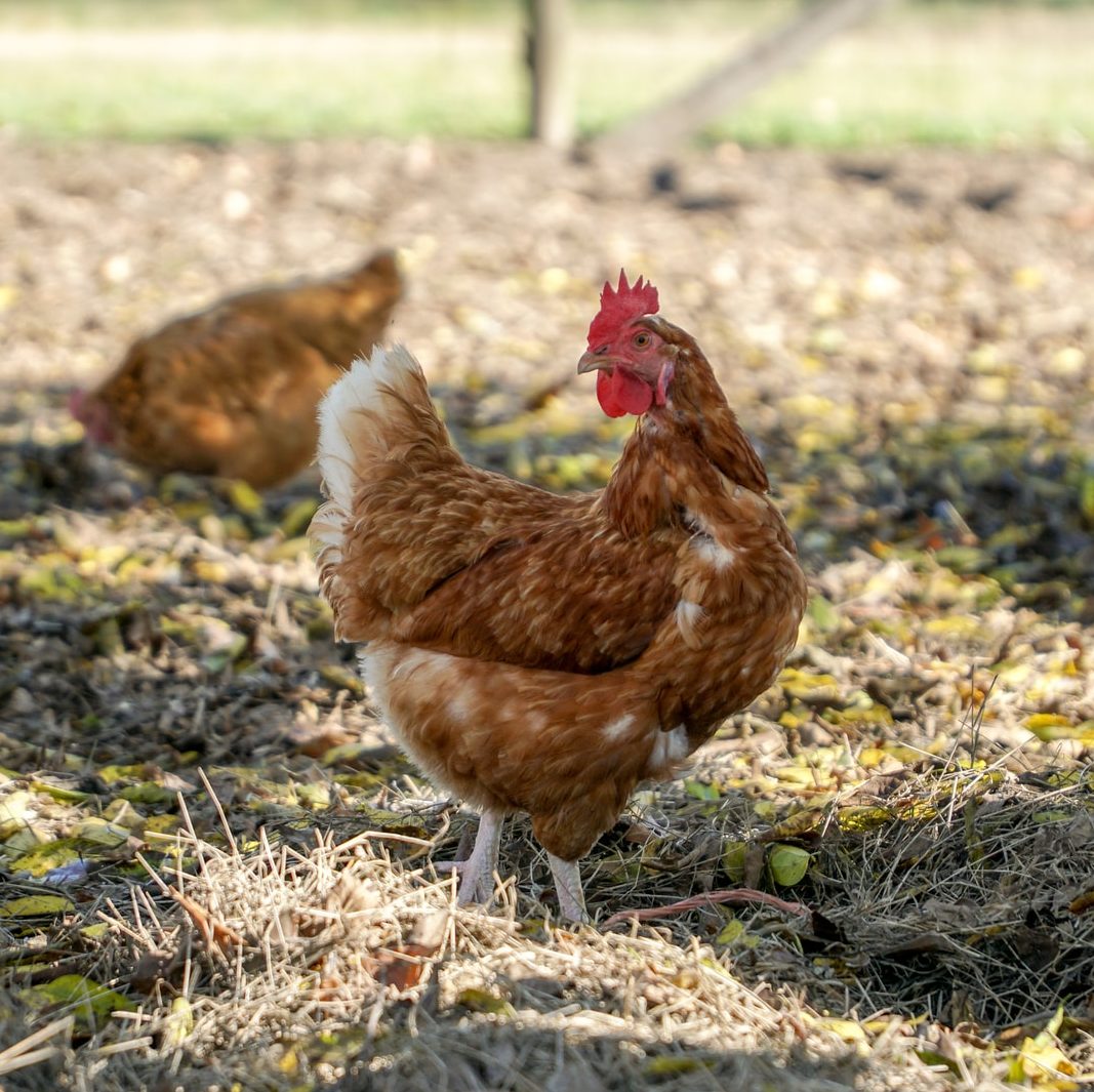 brown hen on green grass during daytime