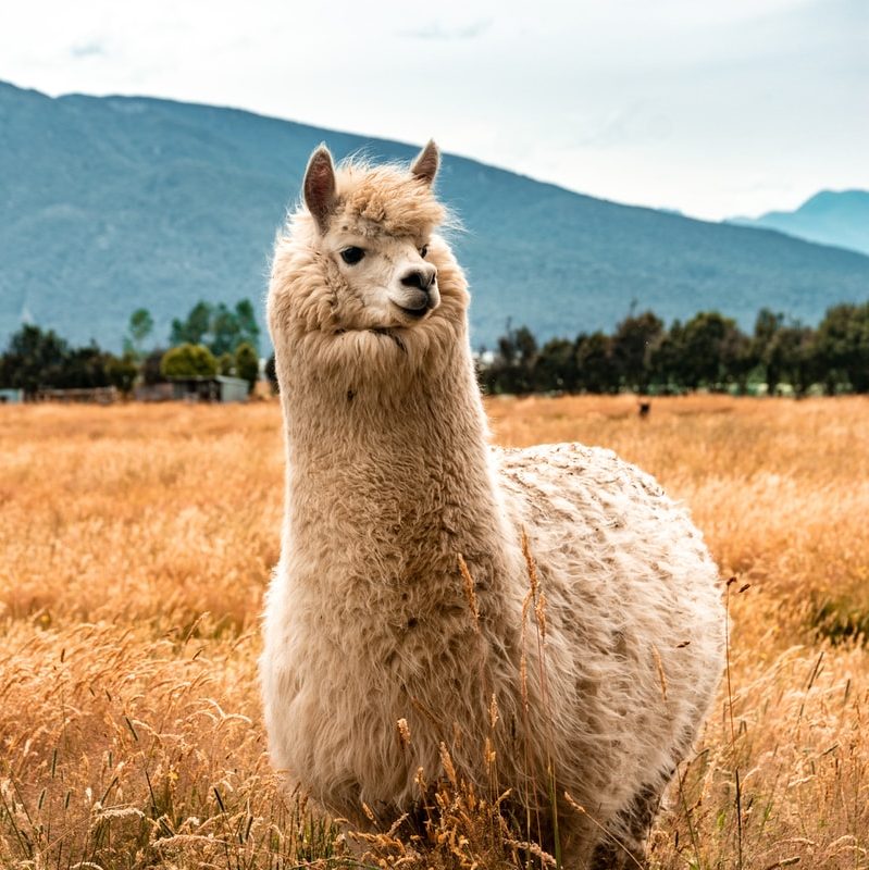 white llama on brown grass field during daytime