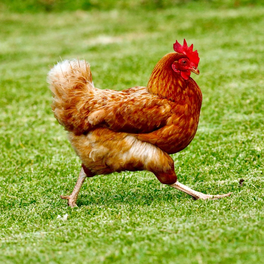 brown chicken on green grass field during daytime